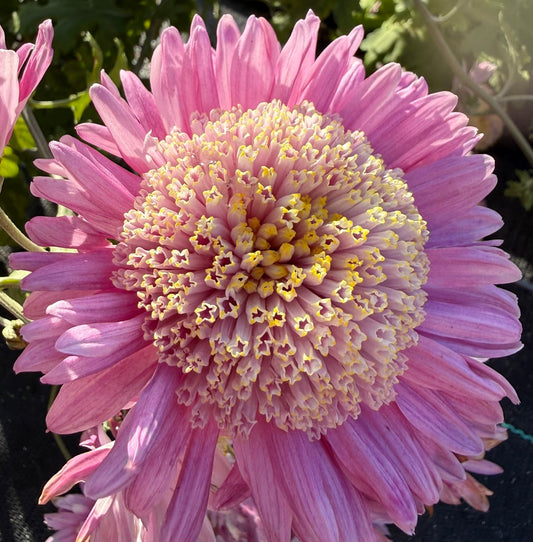 Chrysanthemum - Rooted Cutting - Isla Mechen