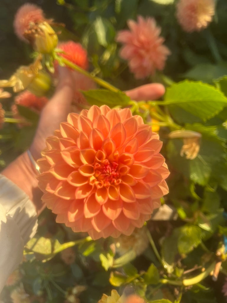 Dahlia - Winkie Campfire