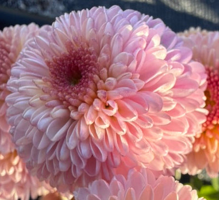 Chrysanthemum - Rooted Cutting - Jewel Sunpink