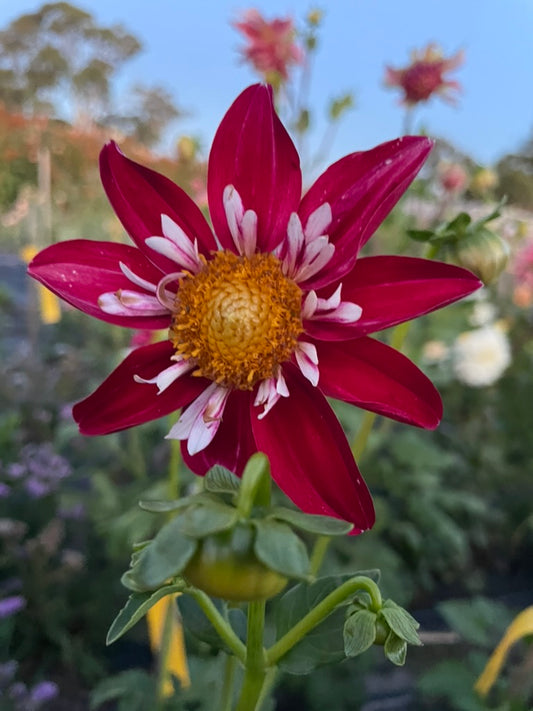 Dahlia - Glenmarc Star (NA 2025)