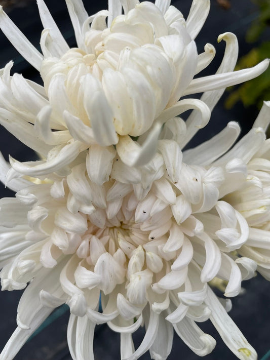 Heirloom Chrysanthemum - Rooted Cutting - Mae Sot