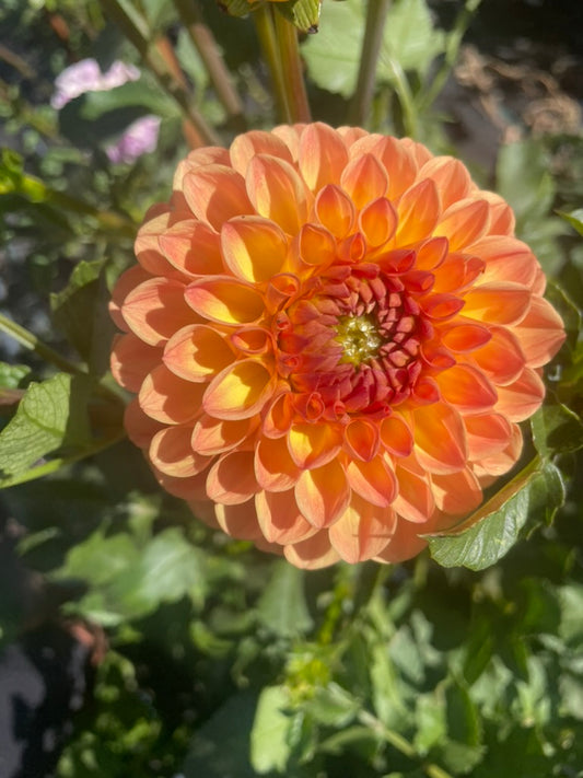 Dahlia - Winkie Kestrel