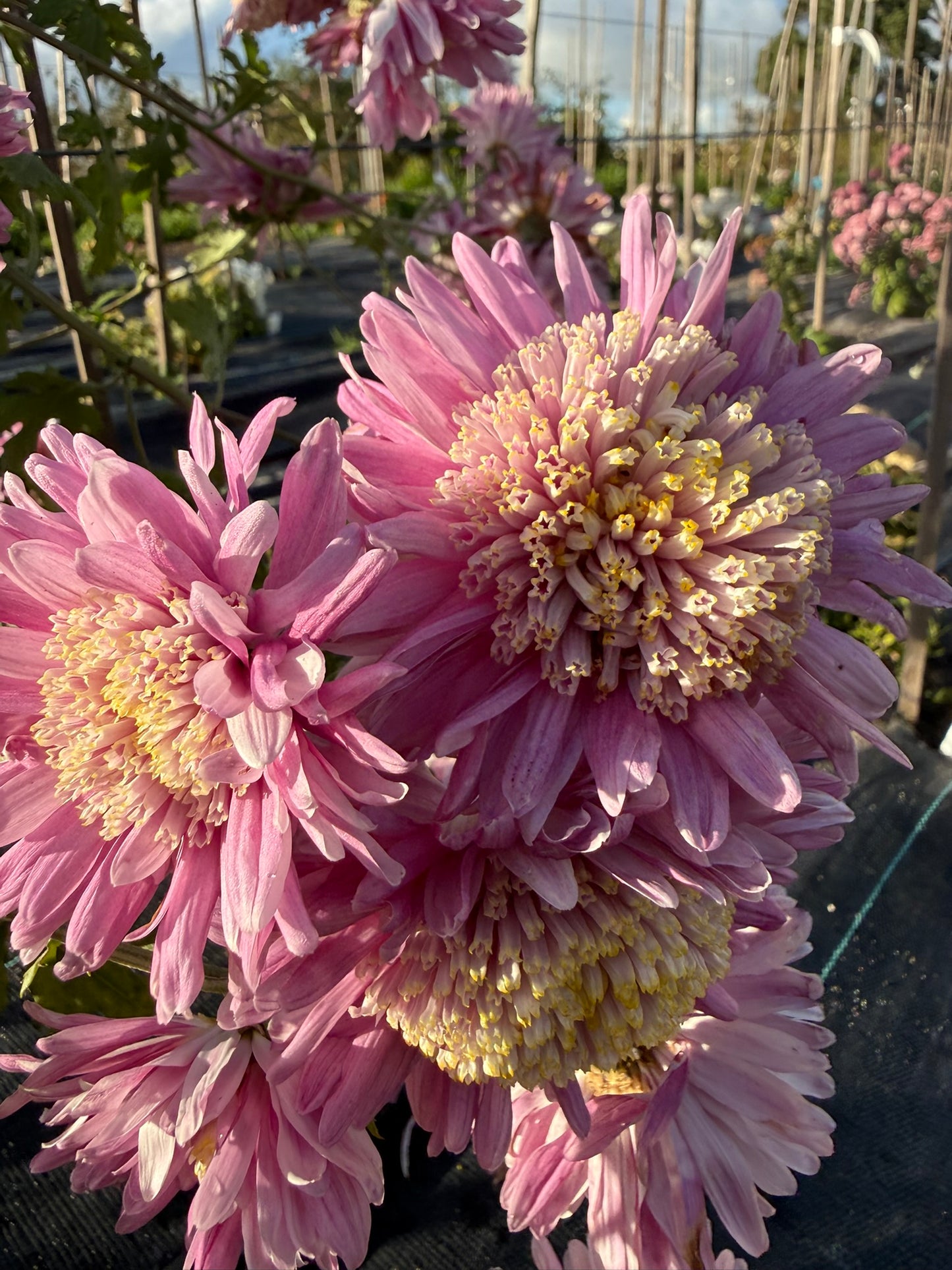 Chrysanthemum - Rooted Cutting - Isla Mechen
