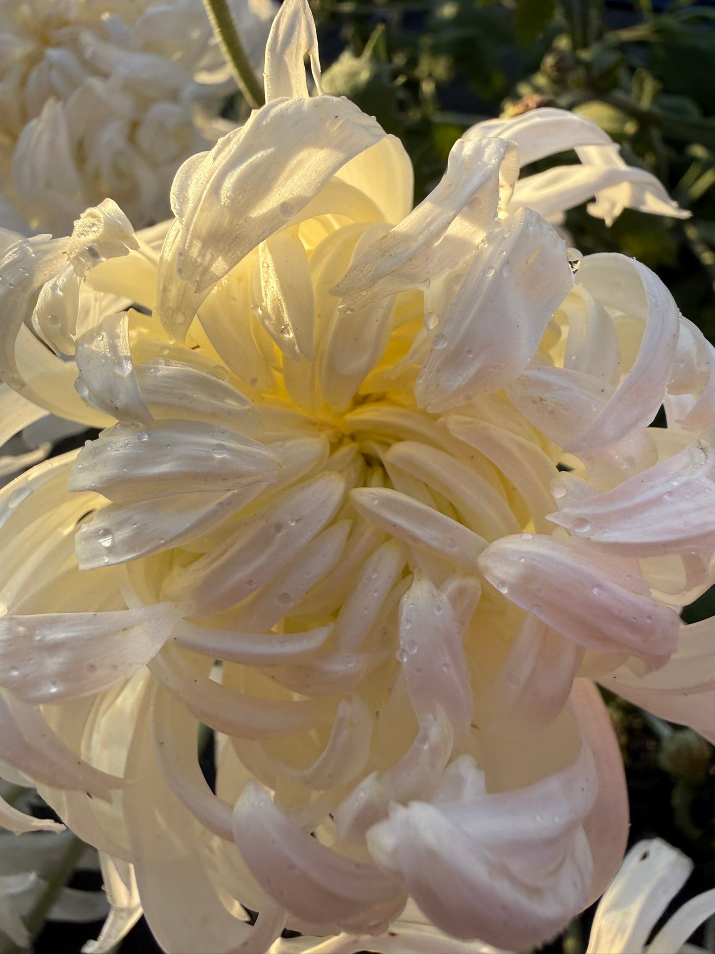 Heirloom Chrysanthemum - Rooted Cutting - Mervyn