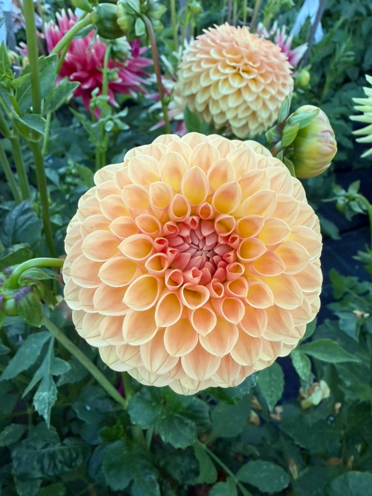 Dahlia - Ryecroft Punch