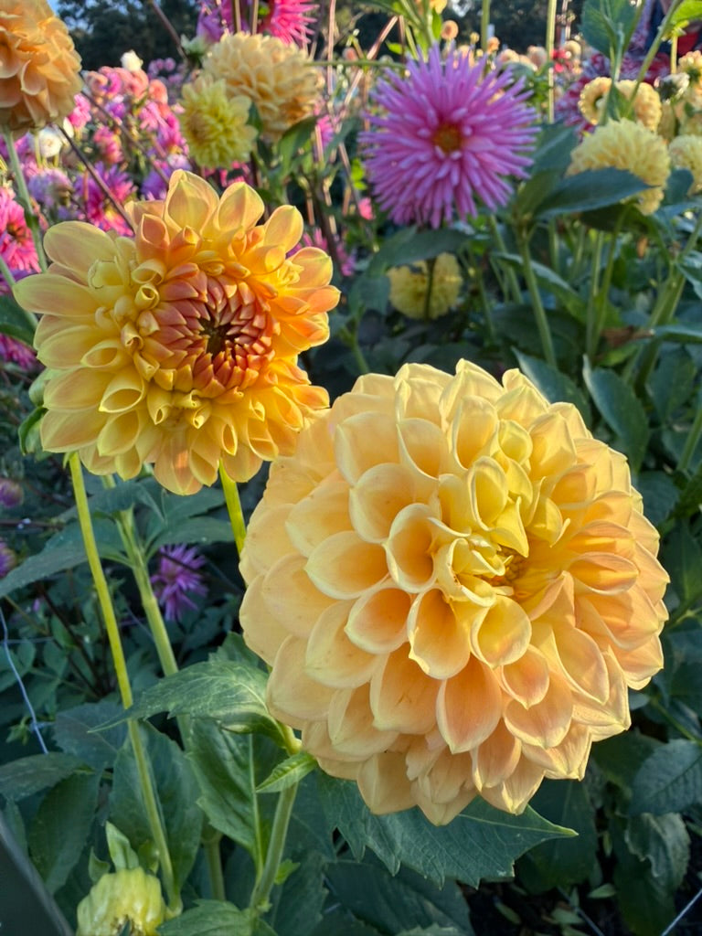 Dahlia - Devon 30