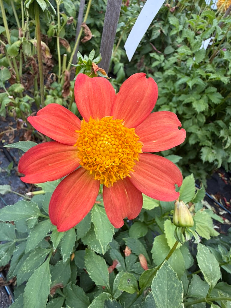 Dahlia - Jerry