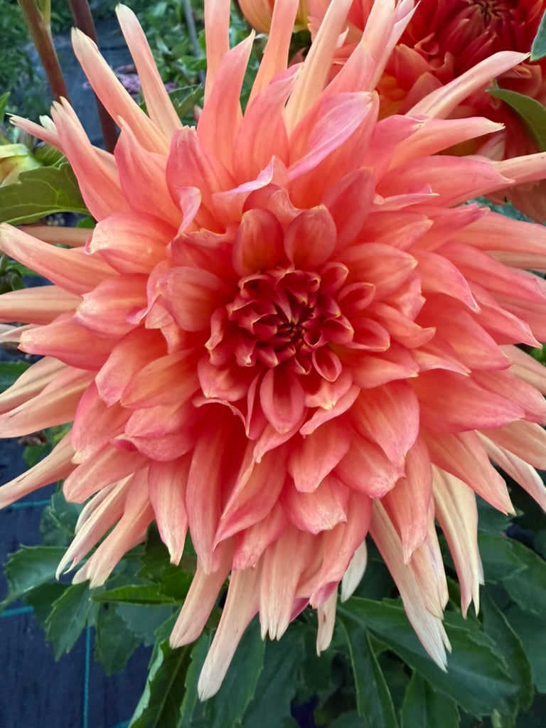 Dahlia - Delbard Zenith