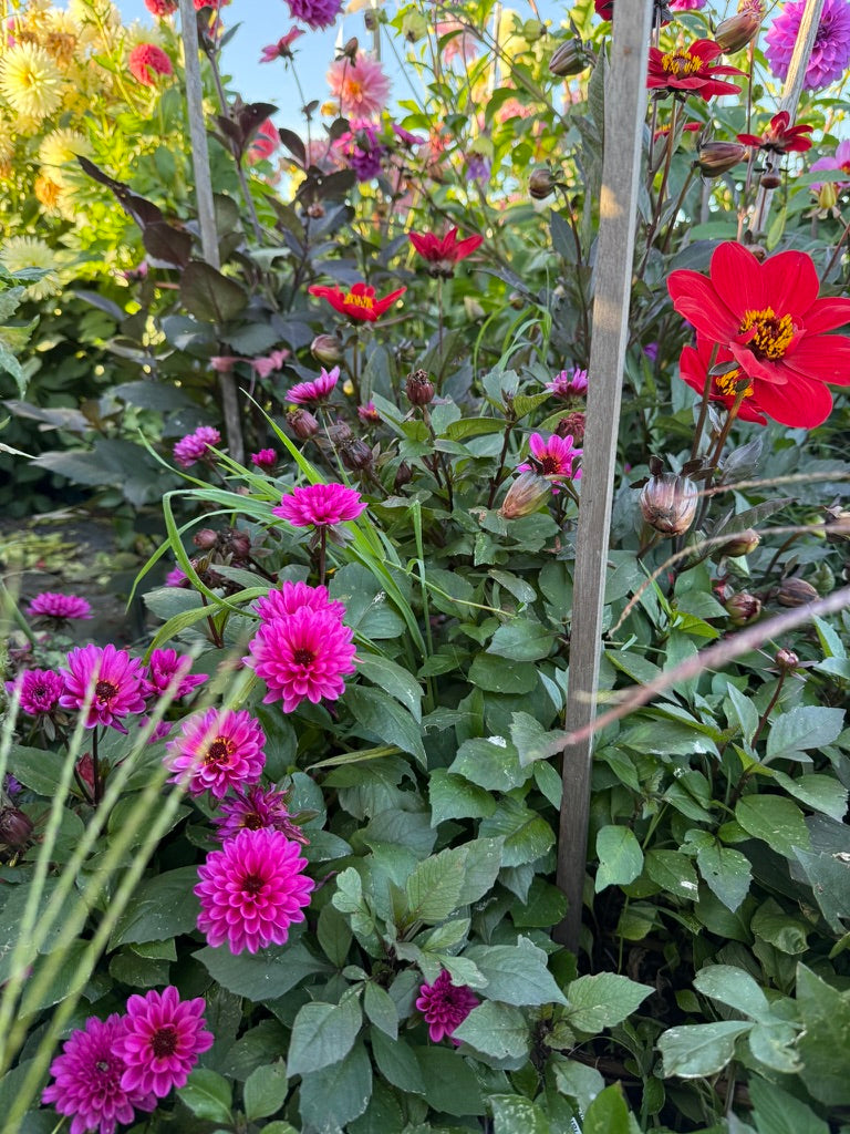 Dahlia - Dahlegria 'Dreamy Lilac'