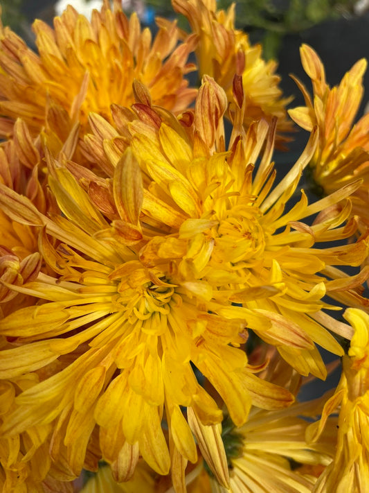 Heirloom Chrysanthemum - Rooted Cutting - Jewel Octave