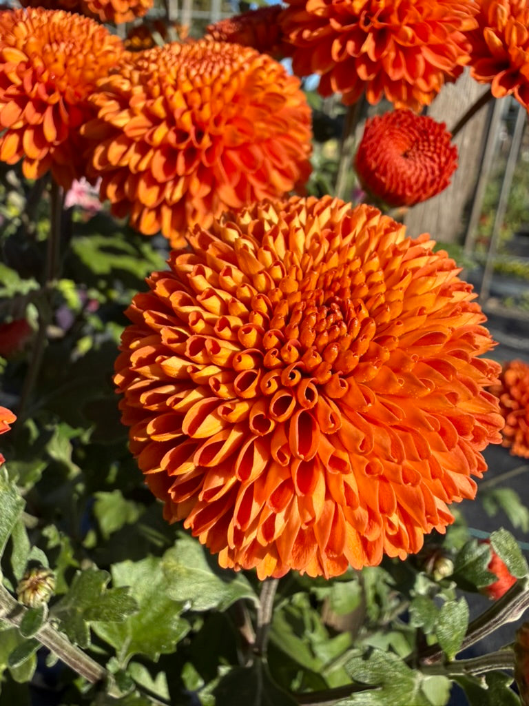 Chrysanthemum - Rooted Cutting - Kelvin Mandarin