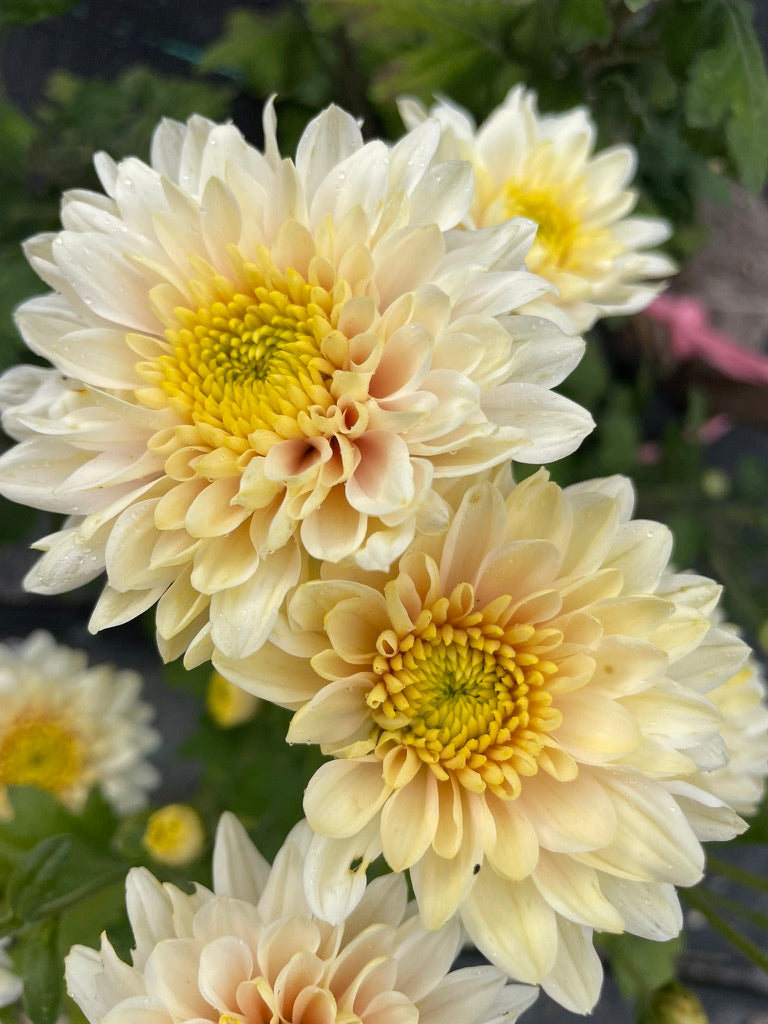 Heirloom Chrysanthemum - Rooted Cutting - Sugar Rose