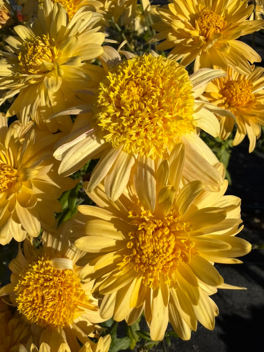 Chrysanthemum - Rooted Cutting - Stoakes Cameo