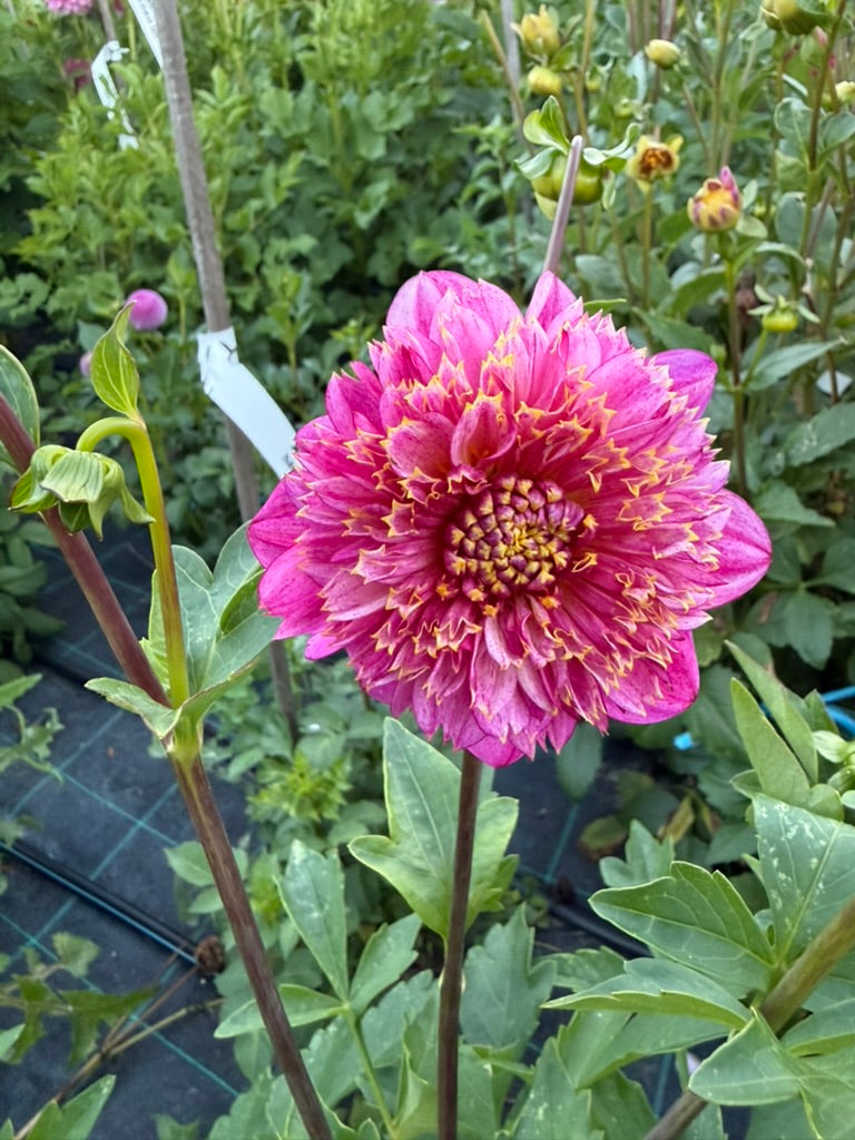 Dahlia - Purine
