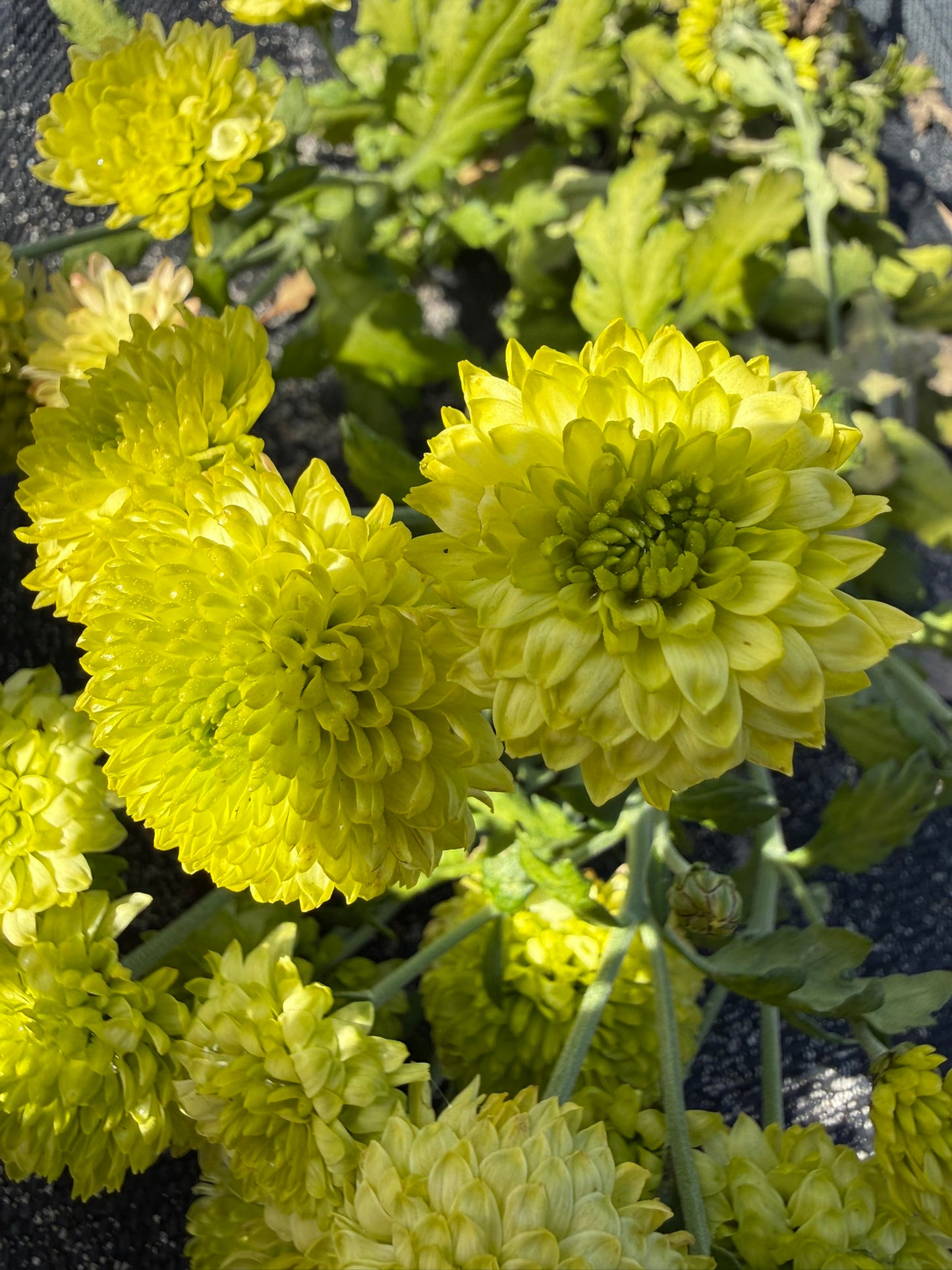 Chrysanthemum - Rooted Cutting - Green Limoncello