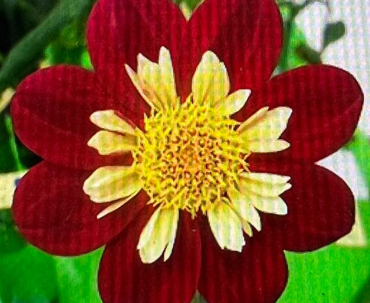 Dahlia - Moray Apache