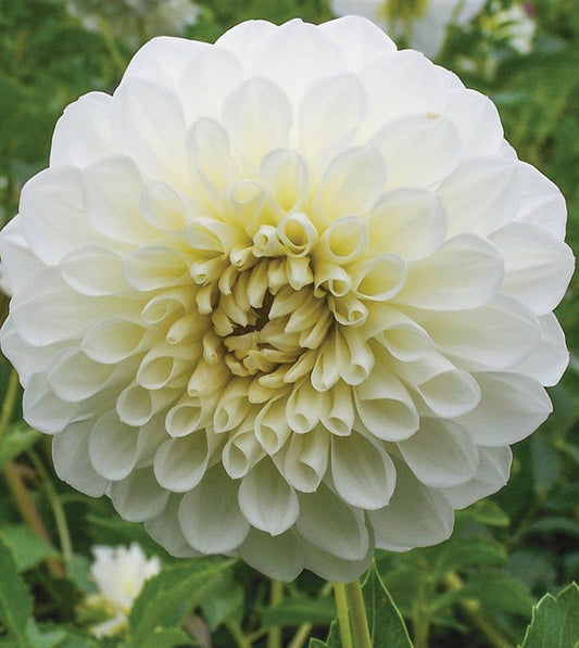 Dahlia Seed - Goddess