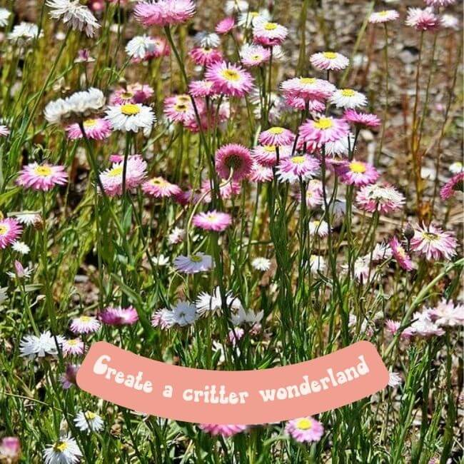Hello Seedling Seedbomb - Meadow