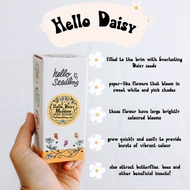 Hello Seedling Seedbomb - Meadow