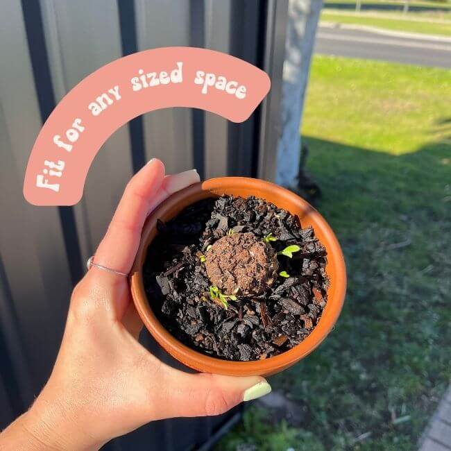 Hello Seedling Seedbomb - Meadow