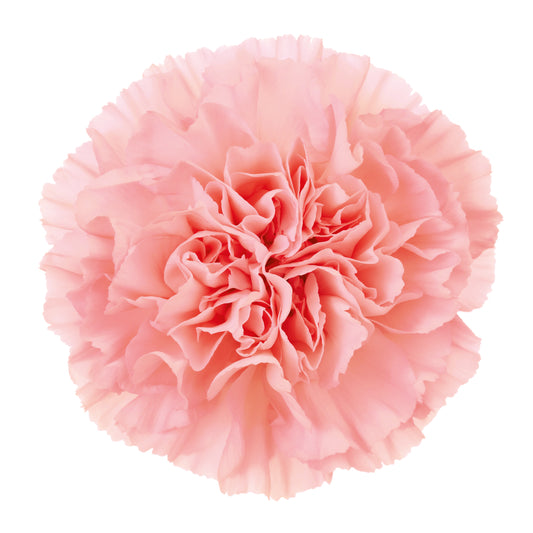 Florist's Carnation - Nahemo - Young Plant