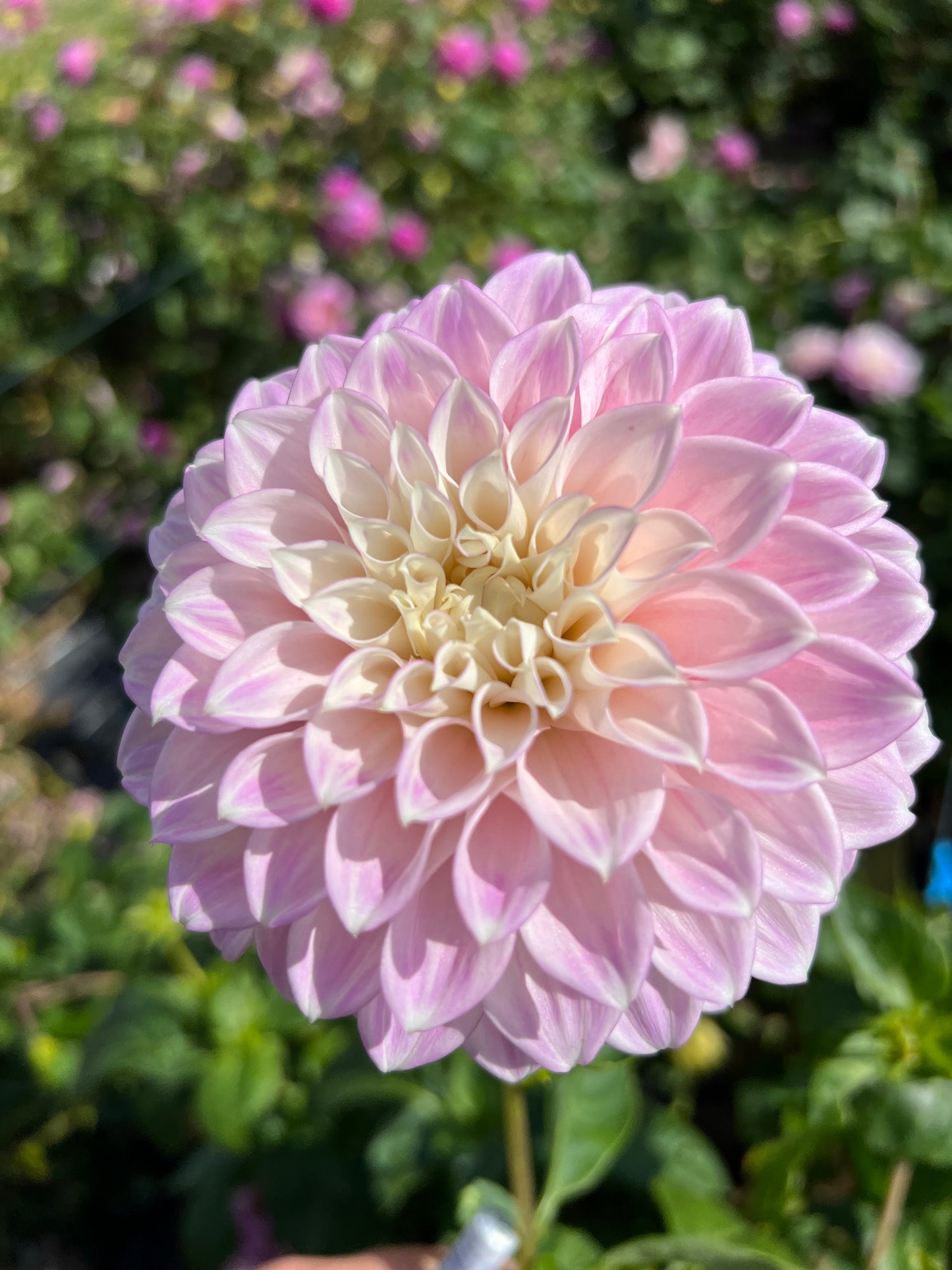 Dahlia - Devon Seattle