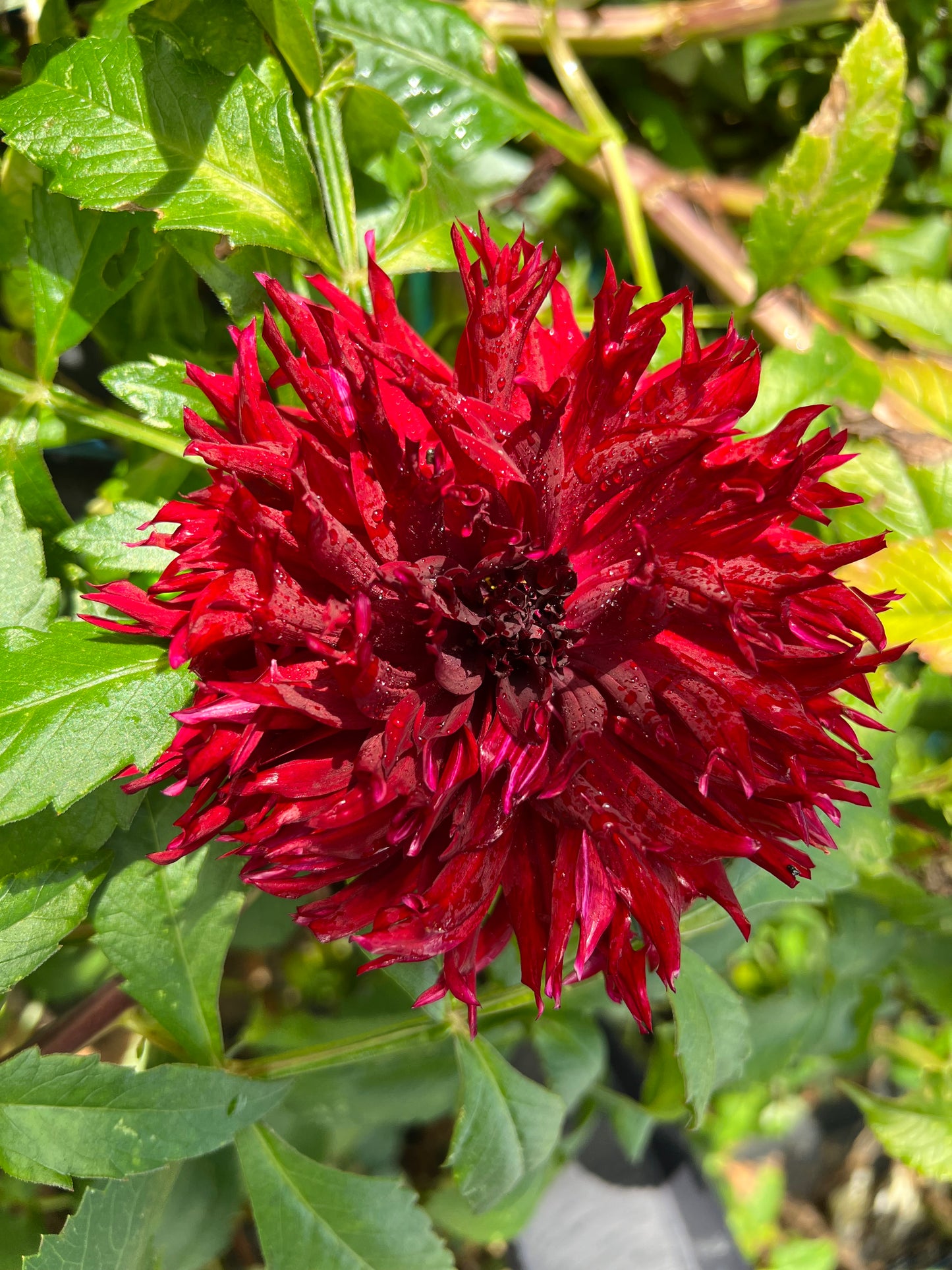 Dahlia - Black Macopa