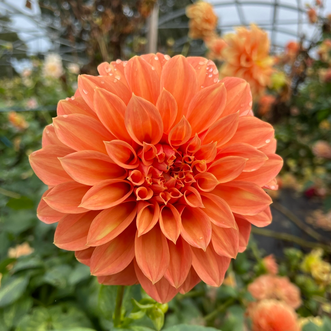 Dahlia - Bracken Palomino