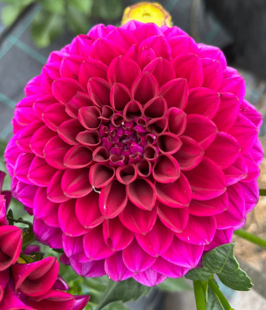 Dahlia - Barbary Bonafide