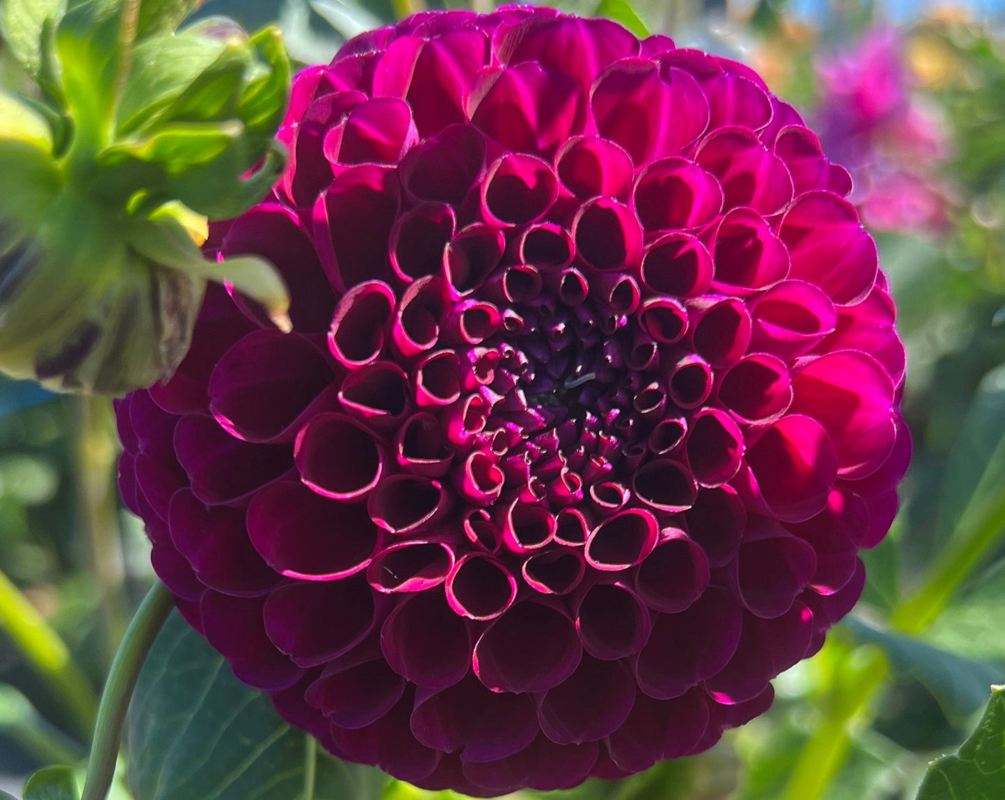 Dahlia - Burgundy Ball