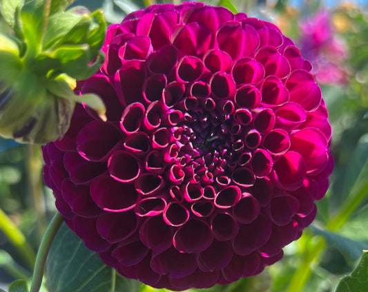 Dahlia - Burgundy Ball