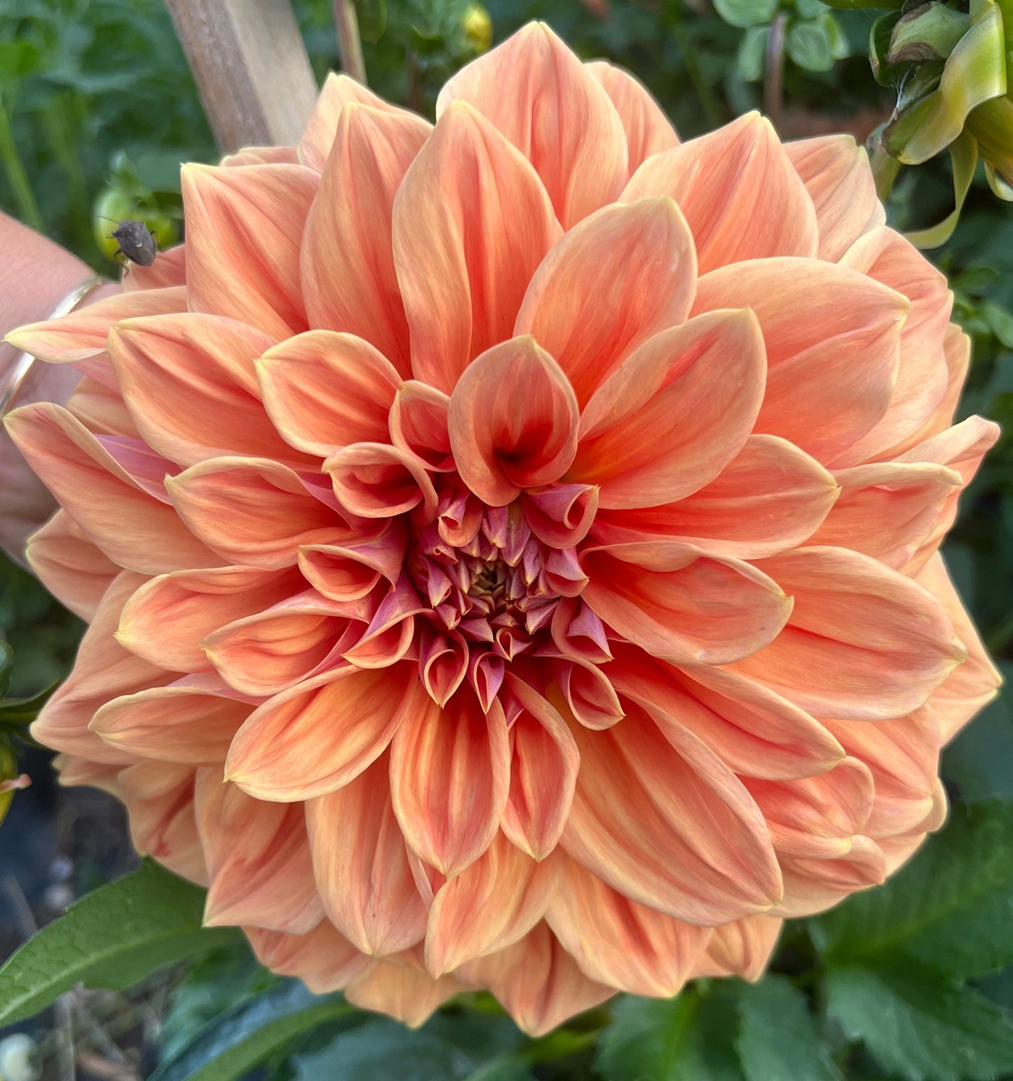 Dahlia - West Coast