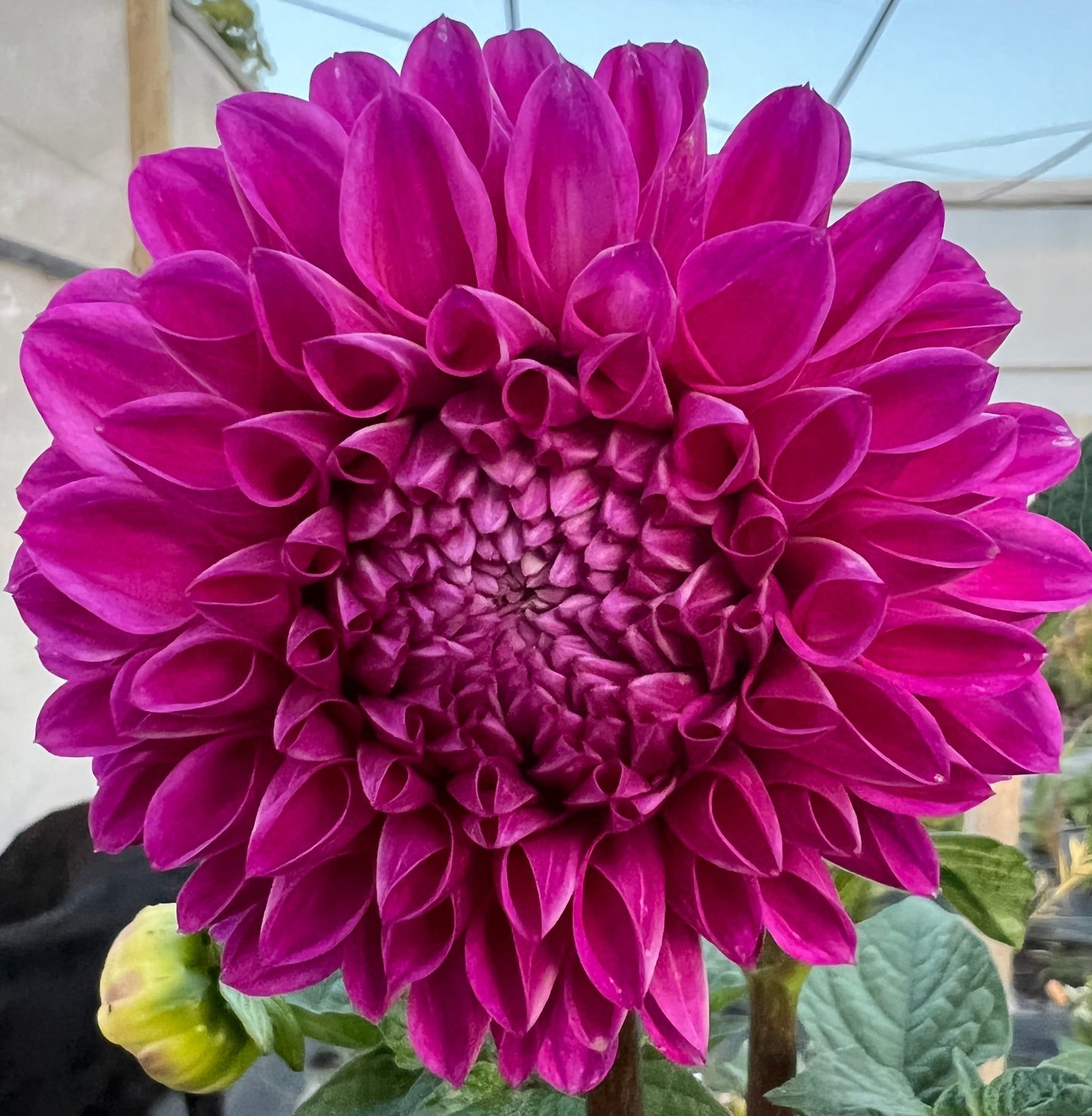 Dahlia - Devon Challenger