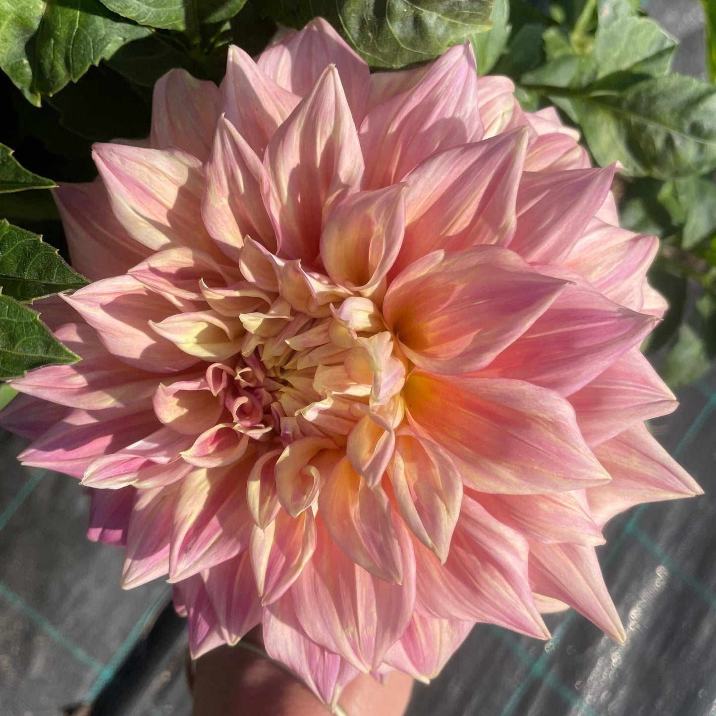 Dahlia - Alden Rocket