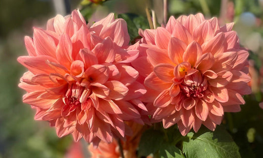 Dahlia Seed - Urica