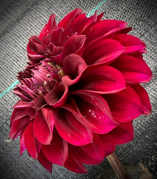Dahlia Seed - Glenmarc Galahad