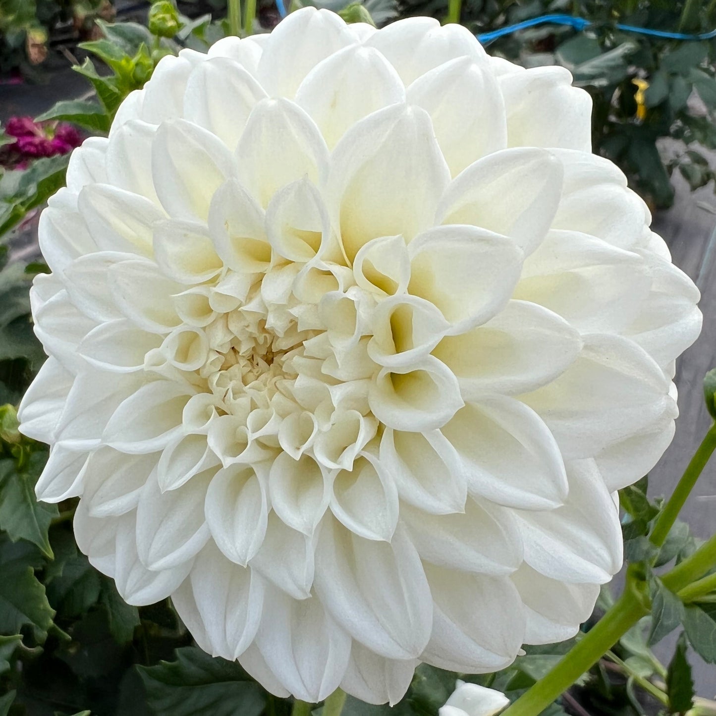 Dahlia - Formby Alpine