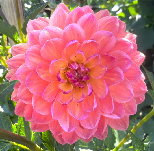 Dahlia - Pam Howden