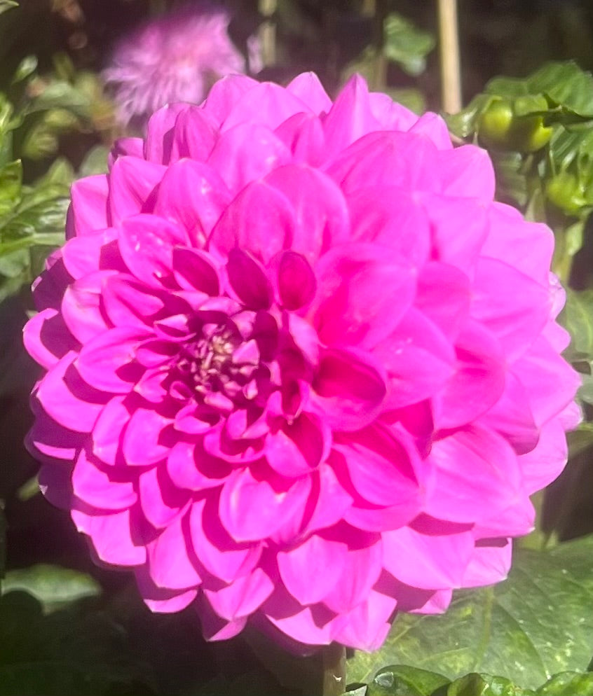 Dahlia - Winkie Cavalier