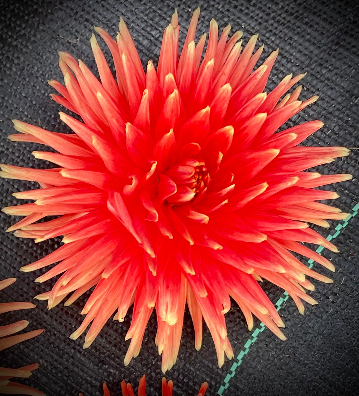 Dahlia - Araluen Fire