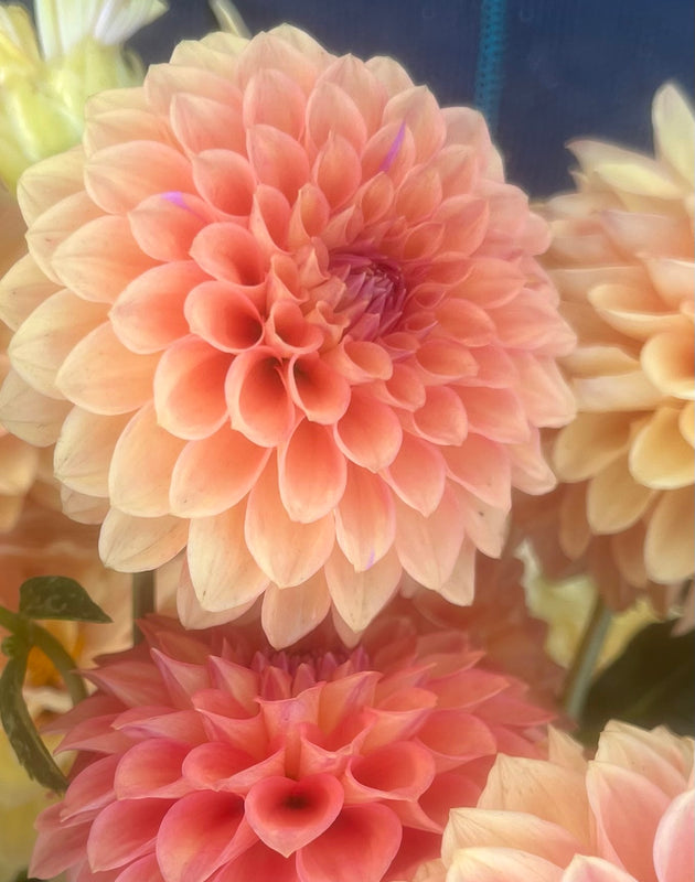 Dahlia Seed - Sunset