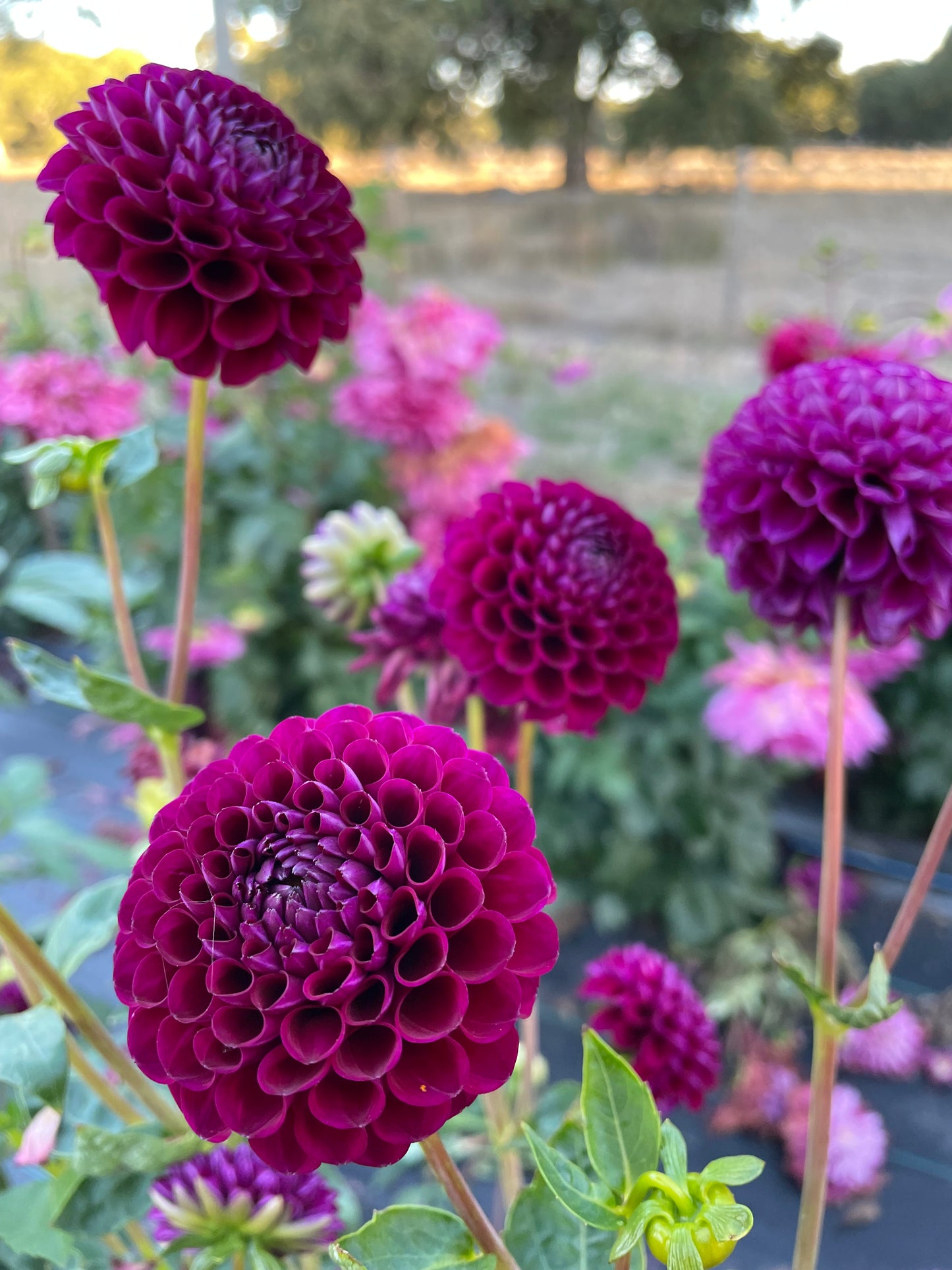 Dahlia - Downham Royal