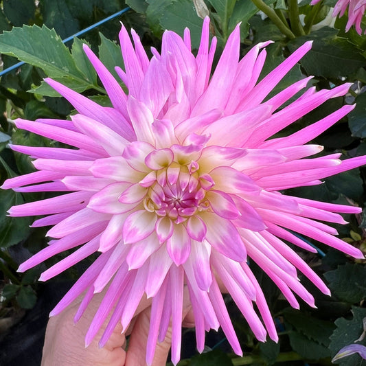Dahlia Seed - Devon Showtime