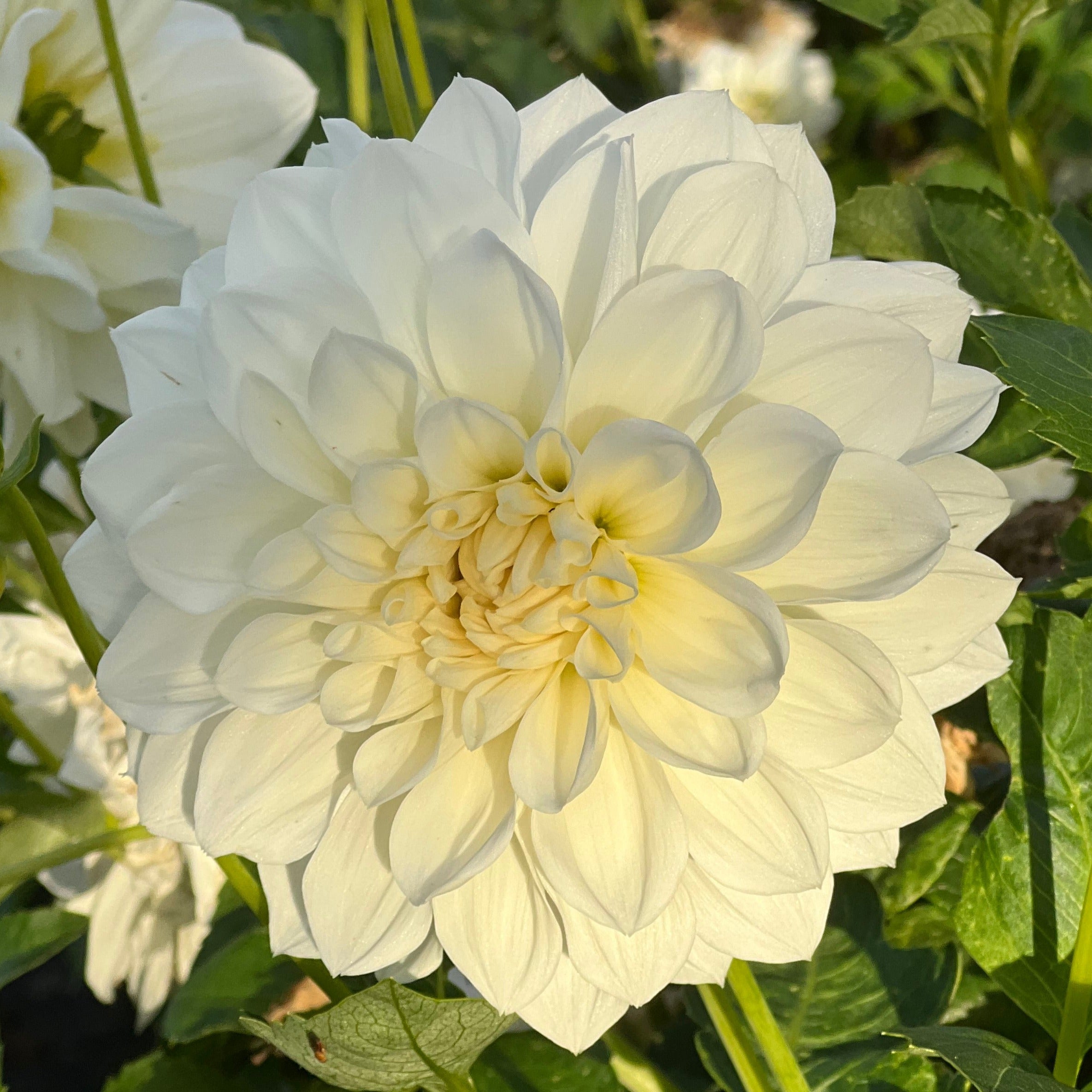 Dahlia - Joy Burkitt – Starling Flowers