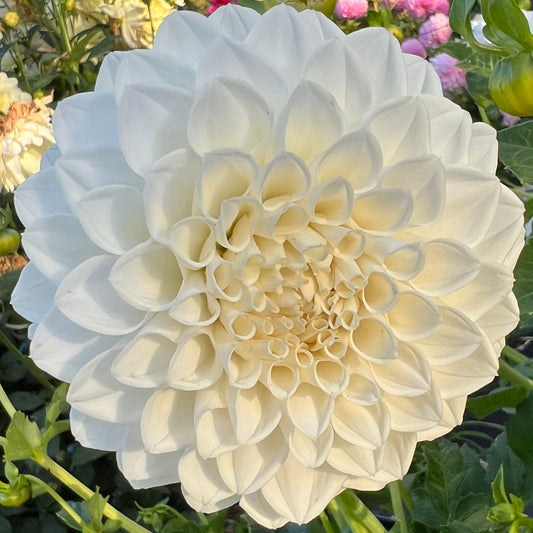 Dahlia - Hillview Iceberg