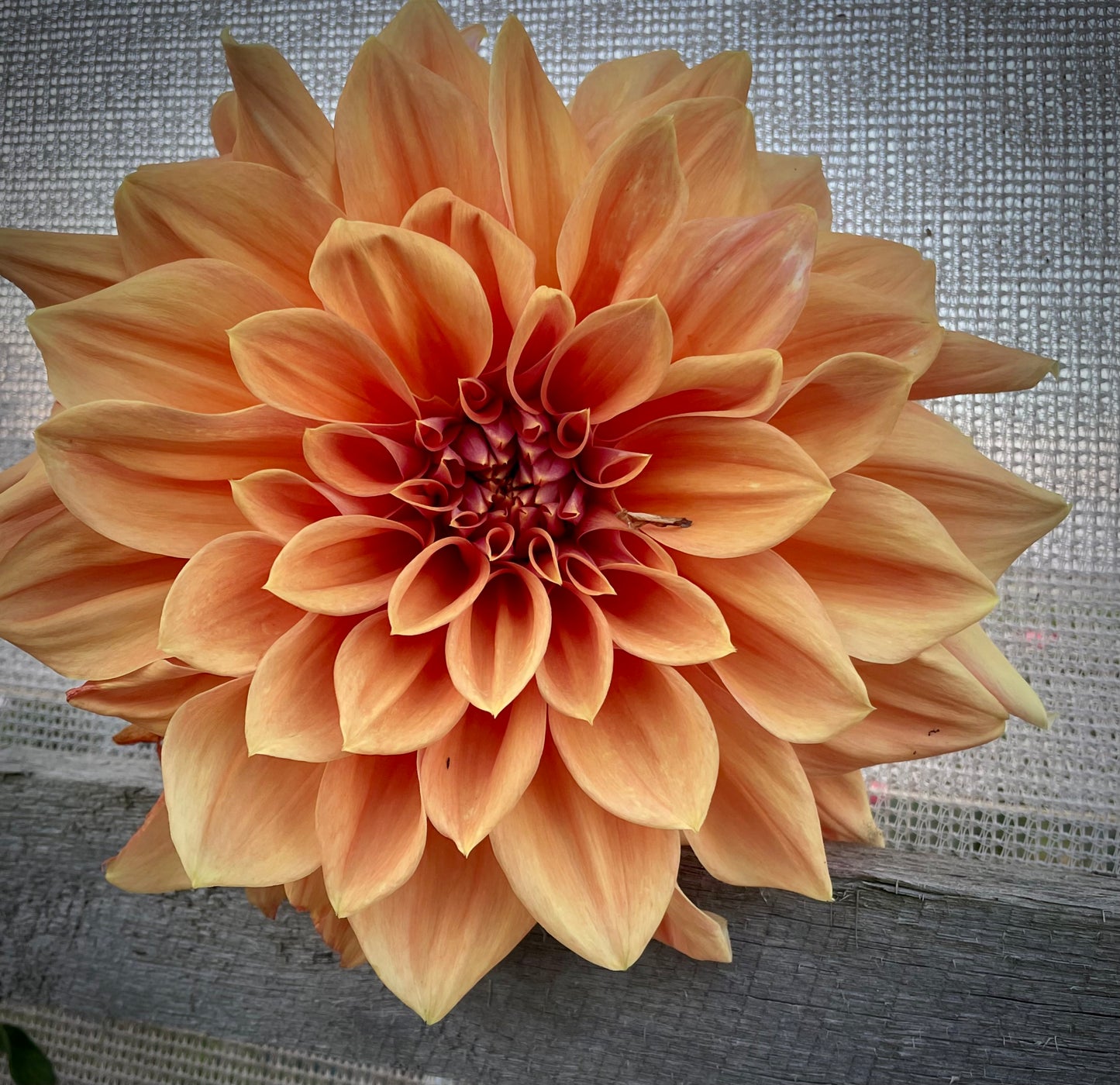 Dahlia - Winkie Whopper (Max 1 per order)