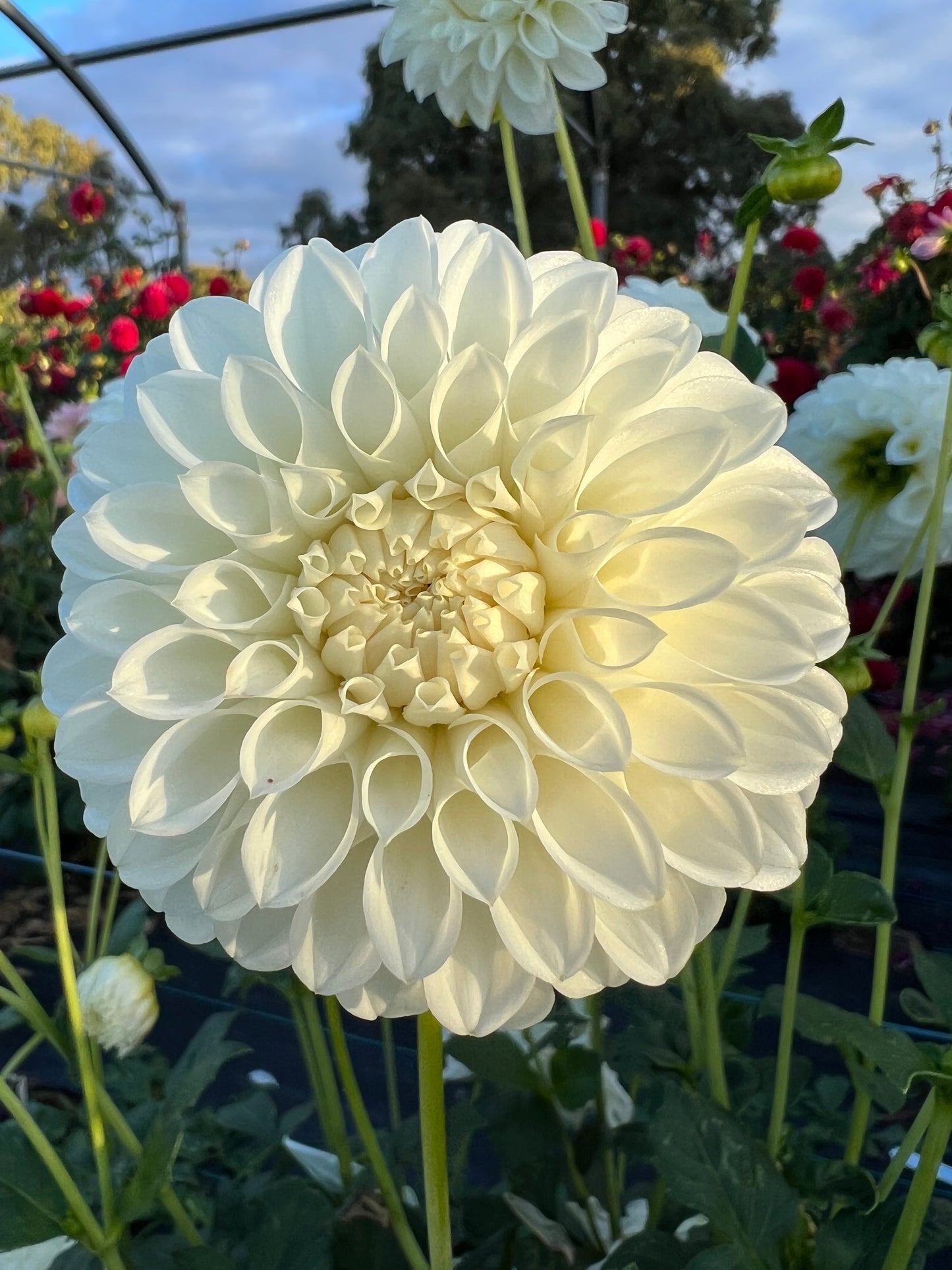 Dahlia - Kari