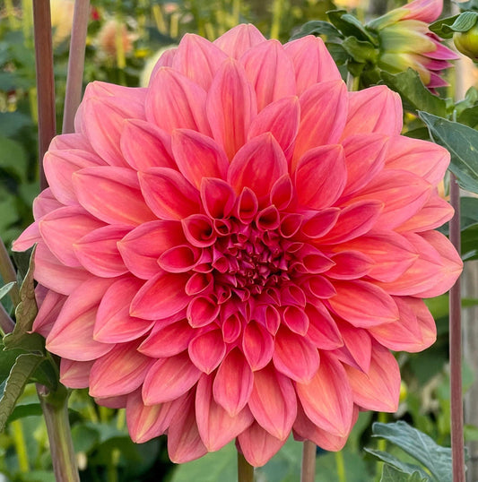Dahlia Seed - Mandalay