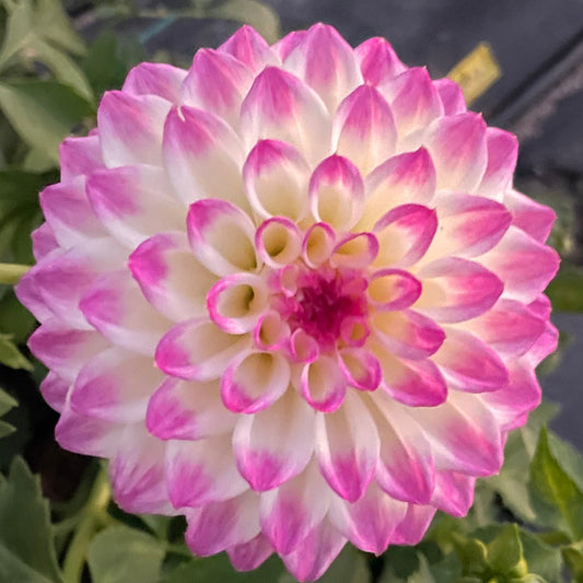 Dahlia Seed - Formby Art