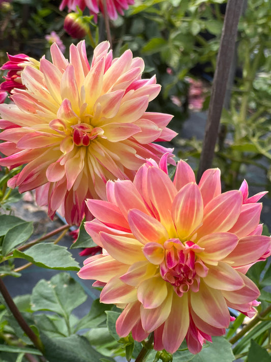 Dahlia - Christie Rosella